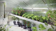 Lifestyle: Weiße Pflanzwanne mit Tomaten und Salat in einem Gewächshaus