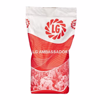 Produktbild: Winterraps Saatgut LG AMBASSADOR