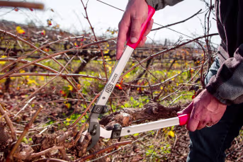Lifestyle: Person schneidet Ast mit FELCO Zweihand-Astschere im Weinberg