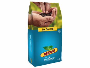 Produktbild: Winterraps Saatgut DEKALB DK EXCITED