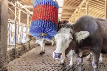 Lifestyle: HappyCow Kuhputzmaschine MidiSwing Borstenbesatz PP (Polypropylen)