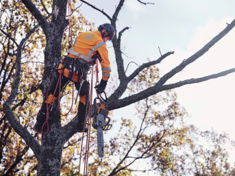 Produktbild: Husqvarna Akku-Kettensäge 550i XP im Einsatz bei der Baumpflege