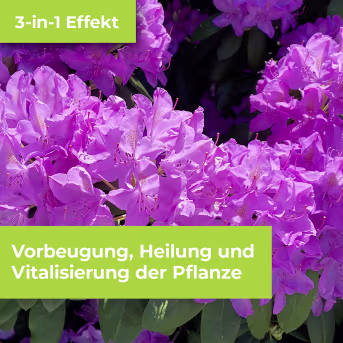 Detailbild: Protect Garden Pflanzenschutzmittel Alitis Spezial-Pilzfrei 40 g