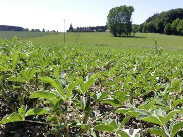 Weiße Lupine Saatgut Celina Öko E-Pura bitterstoffarm; Blütenfarbe bläulichweiß; hohe Erträge an hochwertigem Eiweiß; tolerant gegen Anthraknose Sack Weiße Lupine Saatgut Celina Öko E-Pura bitterstoffarm; Blütenfarbe bläulichweiß; hohe Erträge an hochwertigem Eiweiß; tolerant gegen Anthraknose Sack