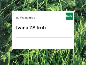 Deutsches Weidelgras Samen Ivana (diploid) ZS ungebeizt 25 kg Sack sehr früh Deutsches Weidelgras Samen Ivana (diploid) ZS ungebeizt 25 kg Sack sehr früh