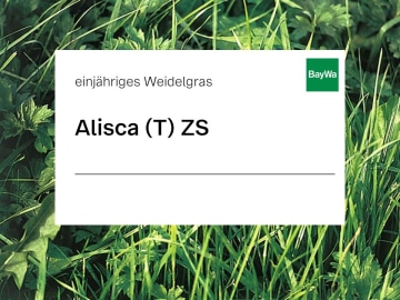 Einjähriges Weidelgras Saatgut Alisca (tetraploid) ZS 25 kg Sack Einjähriges Weidelgras Saatgut Alisca (tetraploid) ZS 25 kg Sack