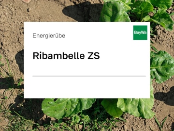 Energierübe Saatgut Ribambelle ZS Vibrance + Tachigaren + Force 100000 Körner/EH Energierübe Saatgut Ribambelle ZS Vibrance + Tachigaren + Force 100000 Körner/EH