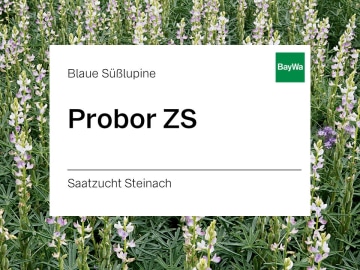 Blaue Lupine Saatgut Probor ZS bitterstoffarm; Blütenfarbe blau; höchster Rohproteingehalt; hohe bis sehr hohe Rohproteinerträge; mittlere bis hohe Kornerträge Blaue Lupine Saatgut Probor ZS bitterstoffarm; Blütenfarbe blau; höchster Rohproteingehalt; hohe bis sehr hohe Rohproteinerträge; mittlere bis hohe Kornerträge