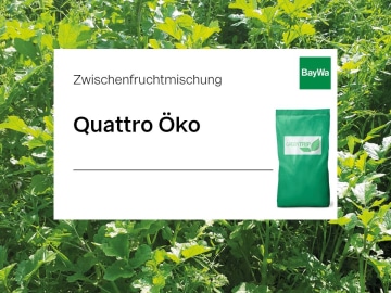 GreenTrip Zwischenfruchtmischung Quattro Öko Greening, einjährige, kreuzblütlerfreie Mischung mit Leguminosen für die frühe Saat 20 kg Sack GreenTrip Zwischenfruchtmischung Quattro Öko Greening, einjährige, kreuzblütlerfreie Mischung mit Leguminosen für die frühe Saat 20 kg Sack