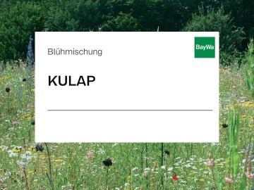 Zeller KULAP Blühmischung Einjährig einjährige blühtenreich, mit schnellem Wuchs, für kurzfristige Begrünung 10 kg Sack Zeller KULAP Blühmischung Einjährig einjährige blühtenreich, mit schnellem Wuchs, für kurzfristige Begrünung 10 kg Sack