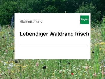 Zeller Lebendiger Waldrand frisch mehrjährige Mischung aus Kultur- und Wildarten, für schattige Ackerflächen mit guter Wasserversorgung. Zeller Lebendiger Waldrand frisch mehrjährige Mischung aus Kultur- und Wildarten, für schattige Ackerflächen mit guter Wasserversorgung.