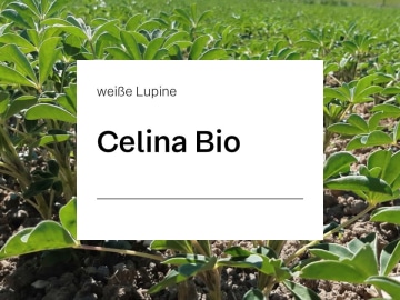 Weiße Lupine Celina ZS Bio E-Pura bitterstoffarm; Blütenfarbe bläulichweiß; hohe Erträge an hochwertigem Eiweiß; tolerant gegen Anthraknose Sack Weiße Lupine Celina ZS Bio E-Pura bitterstoffarm; Blütenfarbe bläulichweiß; hohe Erträge an hochwertigem Eiweiß; tolerant gegen Anthraknose Sack