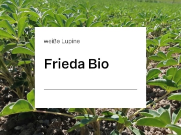 Weiße Lupine Frieda ZS Bio bitterstoffarm; Blütenfarbe bläulichweiß; hohe Erträge an hochwertigem Eiweiß; tolerant gegen Anthraknose Weiße Lupine Frieda ZS Bio bitterstoffarm; Blütenfarbe bläulichweiß; hohe Erträge an hochwertigem Eiweiß; tolerant gegen Anthraknose