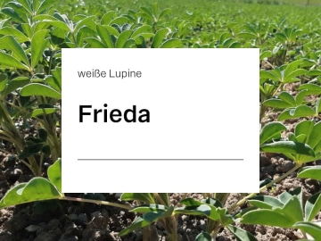 Weiße Lupine Frieda ZS bitterstoffarm; Blütenfarbe bläulichweiß; hohe Erträge an hochwertigem Eiweiß; tolerant gegen Anthraknose Weiße Lupine Frieda ZS bitterstoffarm; Blütenfarbe bläulichweiß; hohe Erträge an hochwertigem Eiweiß; tolerant gegen Anthraknose