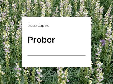 Blaue Lupine Saatgut Probor ZS bitterstoffarm; Blütenfarbe blau; höchster Rohproteingehalt; hohe bis sehr hohe Rohproteinerträge; mittlere bis hohe Kornerträge Blaue Lupine Saatgut Probor ZS bitterstoffarm; Blütenfarbe blau; höchster Rohproteingehalt; hohe bis sehr hohe Rohproteinerträge; mittlere bis hohe Kornerträge
