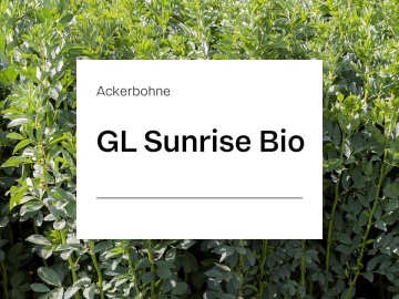Ackerbohne GL Sunrise ZS Bio tanninarm; weißblühend; hohe Erträge mit herausragendem proteingehalt; gleichmäßige Abreife 30 kg Sack Ackerbohne GL Sunrise ZS Bio tanninarm; weißblühend; hohe Erträge mit herausragendem proteingehalt; gleichmäßige Abreife 30 kg Sack