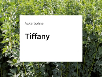 Ackerbohne Tiffany ZS tanninhaltig; sehr ertragreich mit hohem Proteingehalt; mittellang und standfest Ackerbohne Tiffany ZS tanninhaltig; sehr ertragreich mit hohem Proteingehalt; mittellang und standfest
