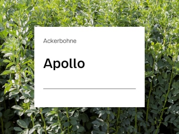 Ackerbohne Apollo ZS hohe Samenerträge mit guten Proteingehalten; schnelles Wachstum; gute Standfestigkeit; Futternutzung Ackerbohne Apollo ZS hohe Samenerträge mit guten Proteingehalten; schnelles Wachstum; gute Standfestigkeit; Futternutzung