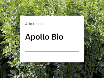 Ackerbohne Apollo ZS Bio hohe Samenerträge mit guten Proteingehalten; schnelles Wachstum; gute Standfestigkeit; Futternutzung Ackerbohne Apollo ZS Bio hohe Samenerträge mit guten Proteingehalten; schnelles Wachstum; gute Standfestigkeit; Futternutzung