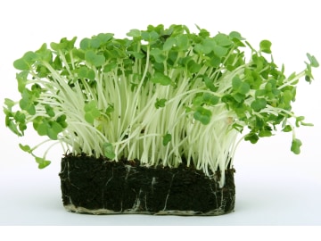 Kresse Samen Mega (großblättrig) 1 kg Sack ungebeizt Gartenkresse, Keimsprossen Kresse Samen Mega (großblättrig) 1 kg Sack ungebeizt Gartenkresse, Keimsprossen
