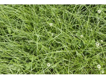 BQSM ® BQSM - D1-N Nachsaat Mischung für trockene, flachgründige Böden und Mittelgebirgslagen (vorwiegend Nordbayern), Regeneration lückiger Bestände 8 kg Sack BQSM ® BQSM - D1-N Nachsaat Mischung für trockene, flachgründige Böden und Mittelgebirgslagen (vorwiegend Nordbayern), Regeneration lückiger Bestände 8 kg Sack