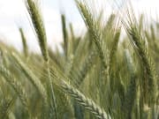 Wintertriticale Tulus Öko 1.000 kg BigBag Wintertriticale Tulus Öko 1.000 kg BigBag