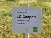 Wintergerste LG Caspari Rubin TT 50 kg Sack Wintergerste LG Caspari Rubin TT 50 kg Sack