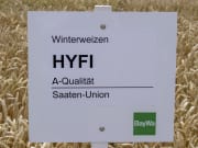 Winterweizen Hyfi (A) Standard EH Winterweizen Hyfi (A) Standard EH