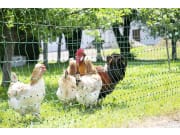 Geflügelzaun "PoultryNet" nicht stromführend 112 cm/25 m, 292219 Geflügelzaun "PoultryNet" nicht stromführend 112 cm/25 m, 292219