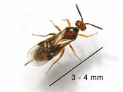 Mehlmottenschlupfwespe mind. 30 Tiere Mehlmottenschlupfwespe mind. 30 Tiere