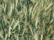 Wintertriticale Agostino Öko 30 kg Sack Wintertriticale Agostino Öko 30 kg Sack