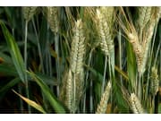 Wintertriticale Cedrico Öko 30 kg Sack Wintertriticale Cedrico Öko 30 kg Sack