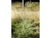 PlantaGard® Stachelbaum mit 8 Stacheletagen PlantaGard® Stachelbaum mit 8 Stacheletagen