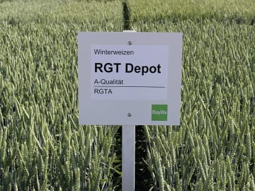 Winterweizen Saatgut RGT Depot Winterweizen Saatgut RGT Depot