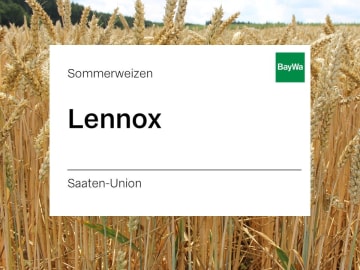 Sommerweizen Lennox Sommerweizen Lennox