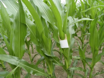 Tricho Optibox Schlupfwespen zur Maiszünslerbekämpfung, T2000/100 1x50 Rähmchen (100.000 T/ha) Tricho Optibox Schlupfwespen zur Maiszünslerbekämpfung, T2000/100 1x50 Rähmchen (100.000 T/ha)