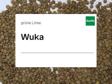 Linse Wuka ungebeizt 25 kg Sack Linse Wuka ungebeizt 25 kg Sack