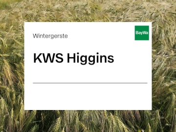 Wintergerste Saatgut KWS Higgins ZS Seedron 50 kg Sack mehrzeilige Futtergerste Wintergerste Saatgut KWS Higgins ZS Seedron 50 kg Sack mehrzeilige Futtergerste