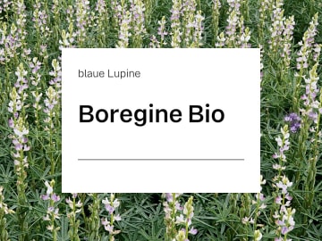 Blaue Lupine Boregine ZS Bio Blaue Lupine Boregine ZS Bio