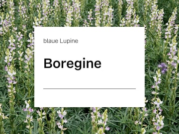 Blaue Lupine Boregine ZS Blaue Lupine Boregine ZS