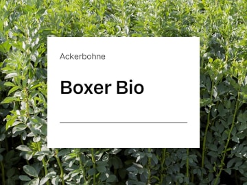 Ackerbohne Boxer Z2 Bio Ackerbohne Boxer Z2 Bio