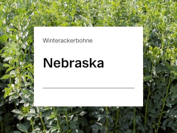 Winterackerbohne Nebraska Winterackerbohne Nebraska