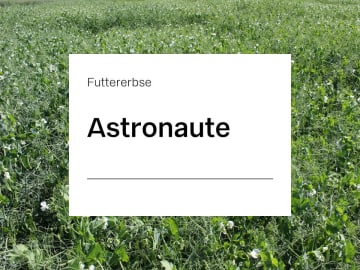 Futtererbse Astronaute ZS Futtererbse Astronaute ZS