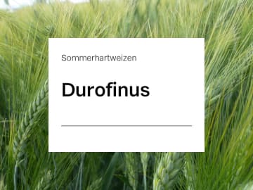 Sommerhartweizen Saatgut Durofinus ZS Celest Extra 30 kg Sack mit hohen Kornerträgen Sommerhartweizen Saatgut Durofinus ZS Celest Extra 30 kg Sack mit hohen Kornerträgen