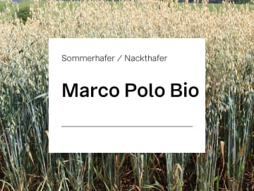 Nackthafer Marco Polo ZS ungebeizt Nackthafer Marco Polo ZS ungebeizt