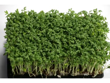 Kresse Samen Speedy (kleinblättrig) 1 kg Sack ungebeizt Gartenkresse, Keimsprossen Kresse Samen Speedy (kleinblättrig) 1 kg Sack ungebeizt Gartenkresse, Keimsprossen