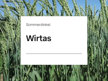 Sommerdinkel Saatgut Wirtas ZS (ohne Spelz) ungebeizt 30 kg Sack Sommerdinkel Saatgut Wirtas ZS (ohne Spelz) ungebeizt 30 kg Sack