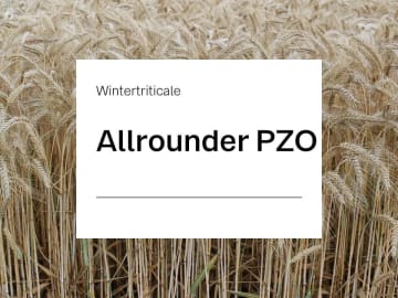 Wintertriticale Saatgut Allrounder PZO ZS Landor CT 750000 Körner/EH Wintertriticale Saatgut Allrounder PZO ZS Landor CT 750000 Körner/EH