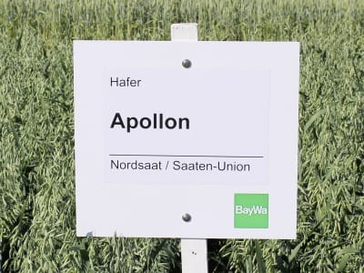 Sommerhafer Apollon Gunstig Online Kaufen Baywa Shop