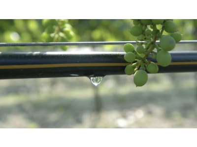 NETAFIM™ Tropfrohr Ø innen 14,2 mm 1 mm (Rolle á 500 m) NETAFIM™ Tropfrohr Ø innen 14,2 mm 1 mm (Rolle á 500 m)